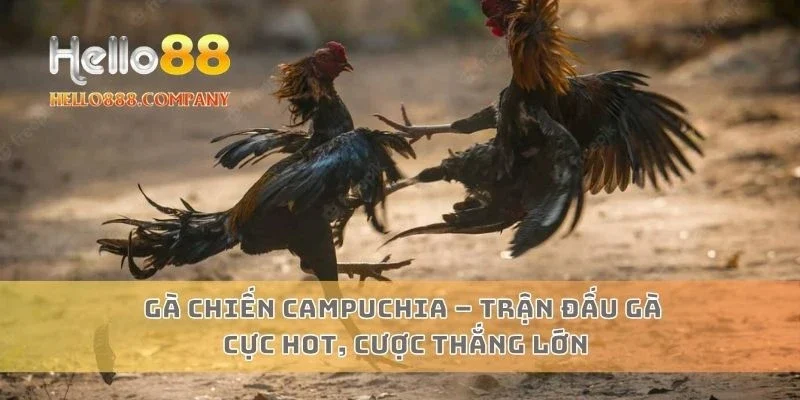 Gà Chiến Campuchia – Trận đấu gà cực hot, cược thắng lớn